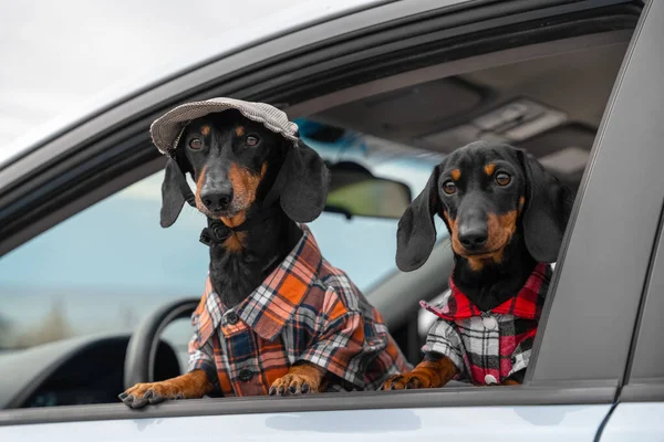 Twee generaties grappige teckel honden in hipster shirts kijken uit het autoraam gehoorzaam te wachten op de eigenaar klaar voor de reis. Reizen met huisdieren — Stockfoto