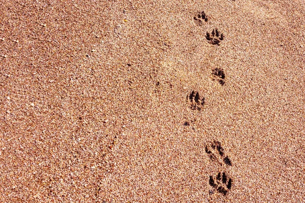 A path of dog footprints left on the brown sand on the beach of the sea