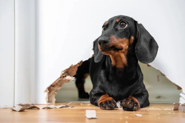 Naughty dachshund puppy was locked in room alone and chewed hole in door to get out. Poorly behaved pets spoil furniture and make mess in apartment — Stock Photo, Image