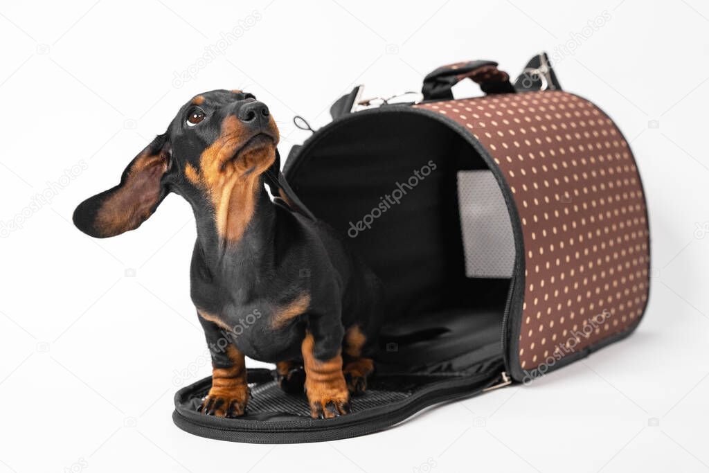 Cute little puppy black and tan dachshund peeking out from dog travel bag and looking up. Journey with pet concept