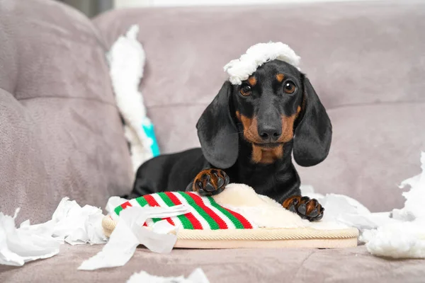 Filhote de cachorro safado dachshund foi deixado em casa sozinho e começou a fazer uma bagunça. Pet rasgou móveis e mastiga chinelo de casa do proprietário. Cão bebé está sentado no meio do caos. — Fotografia de Stock