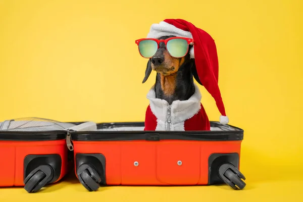 Adorable dachshund dog in Santa costume and hat, sunglasses is sitting in open suitcase, preparing go on vacation for the Christmas holidays, yellow background. Vacation and travel concept with pet.