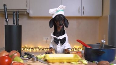 Beyaz şapkalı bir şef gibi giyinmiş şirin dachshund köpeği mutfakta sebzeli sağlıklı vejetaryen yemeği pişirecek ve dudaklarını yalayacak..