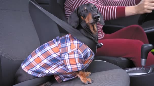 Person reser med älskat husdjur eller går till veterinär. Söt lydig tax i rutig hipsterskjorta sitter i passagerarsätet på bilen med säkerhetsbälten fastspända. Ägare stroke hund. — Stockvideo