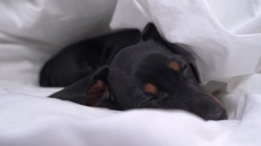 Sevimli yorgun dachshund köpek yavrusu uyur ve sıcak battaniyenin altında tatlı rüyalar görür. Evdeki rahat yatakta yatar gibi ve etrafta neler olup bittiğini gözetler..