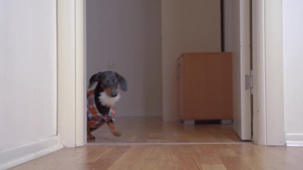 Funny dachshund dog in checkered shirt and with fake gray beard dressed as lumberjack or hipster, and runs out of room ready to have fun at costume party. — Vídeo de Stock
