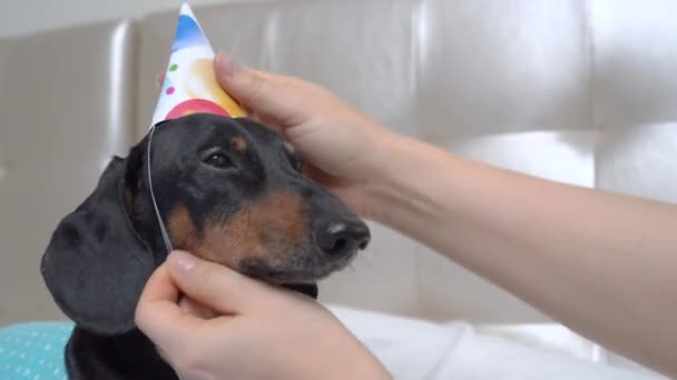 Cute active dachshund dog is going to celebrate fun birthday party so owner put colorful festive hat on its head, close up. Restless pet barks in greeting. — Video Stock