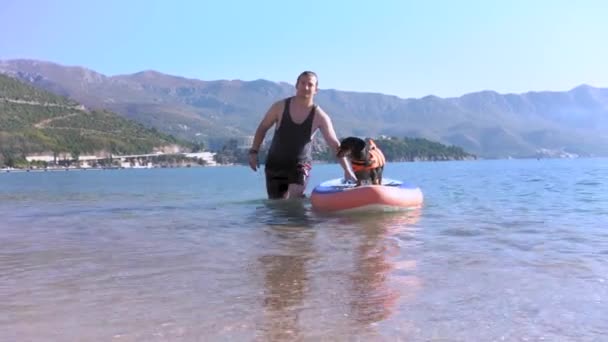 Genç erkek sörfçü, SUP 'yi sudan kıyıya sürüklüyor, can kurtaran ceketli komik bir dachshund gemide duruyor. Sahibi olan köpek tatil sırasında tatil köyünde açık hava aktiviteleriyle meşgul.. — Stok video