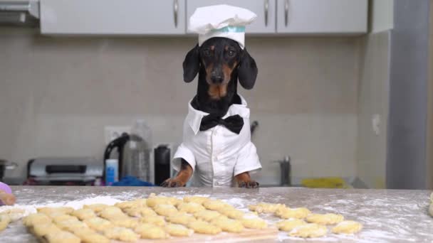 Funny dachshund blogger dog in costume of chef with cap and bow tie tells about recipe for vareniki - traditional Russian and Ukrainian dish for cooking show or vlog, front view. — Stock Video