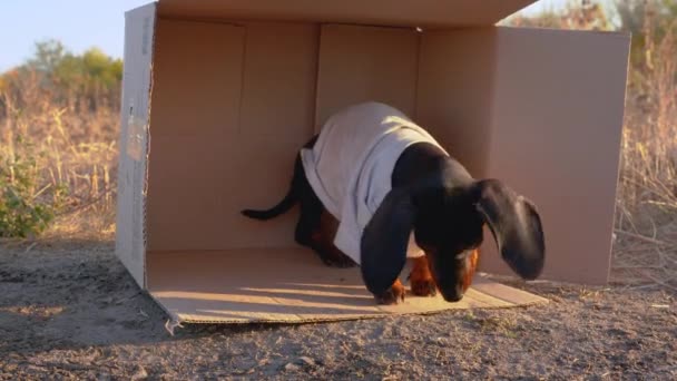 Lindo perro negro y moreno dachshund vistiendo camiseta vieja que vive dentro de la caja de cartón en el suelo, cuando comienza la lluvia. Concepto de indigencia, perros perdidos o extraviados en las calles de la ciudad. — Vídeos de Stock
