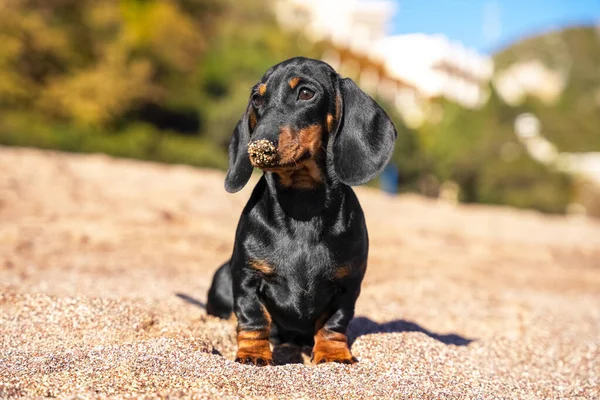 Ein lustiger Dackelwelpe sitzt nach lustigen Spielen am Strand und schmiert seine Nase in den Sand. — Stockfoto