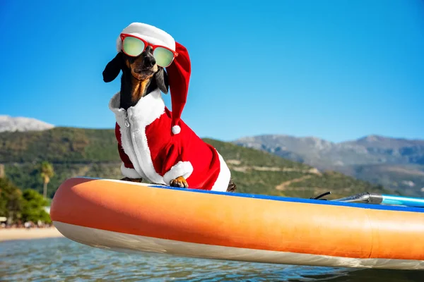 Sport dachshund chien en lunettes de soleil et Noël santa costume et chapeau utilise la planche à souper durable la plus rigide en mer pour l'aventure et l'activité de plein air extrême — Photo