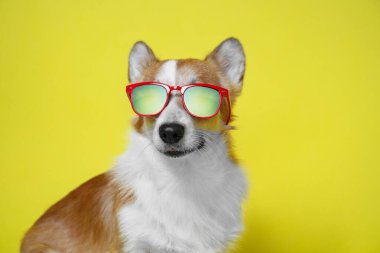 Parlak sarı aydınlatıcı arka planda kırmızı güneş gözlüğü takan sevimli Galli Corgi. Gezgin mizah anlayışı ya da sahibi köpeğini giydirmeyi seviyor.