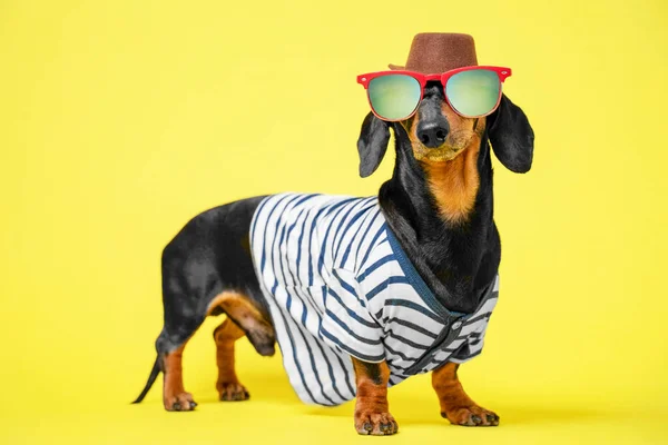 Cute black and tan dachshund dressed in summer costume, sunglasses, hat and striped t-shirt, standing on bright yellow background, vacation and adventure advertising. — Fotografia de Stock