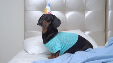 Şenlik şapkalı sevimli aktif dachshund köpeği uyandı ve hemen doğum günü ya da kurumsal partiyi kutlamak için sevinçle koşuyor. Evcil hayvan misafirleri karşılamaya gitti.