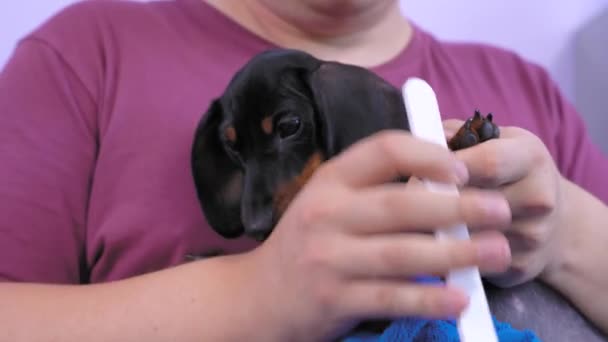 Eigenaar of dierenarts scherpt de klauwen van schattige rusteloze teckel puppy met professionele zachte nagel bestand voor huisdieren in de veterinaire kliniek of thuis. Hygiëneprocedures — Stockvideo