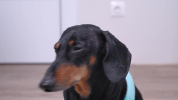 The portrait of adorable black and tan dachshund wearing blue casual clothing, looking right to the camera and turning its head from side to side, after going away — Stok Video