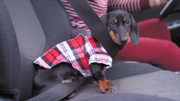 La persona viaja con el perro querido o va a la clínica veterinaria. Lindo cachorro dachshund obediente con camisa hipster a cuadros se sienta en el asiento del pasajero del coche con cinturones de seguridad abrochados — Vídeo de stock