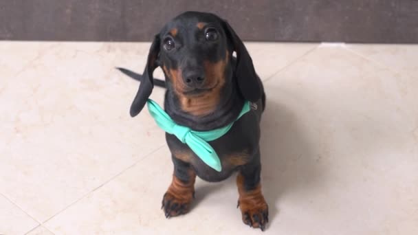The sweetest hungry dachshund puppy in bow tie sits and patiently waits for feeding, licking its muzzle and looking at owner devotedly, top view — Stok Video