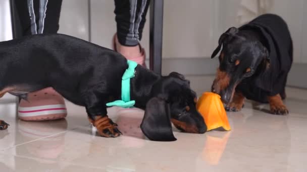 Naughty puppy and adult dachshund dog stole big piece of pumpkin from owner and are eating it in turn under the table while person prepares dinner — Stok Video