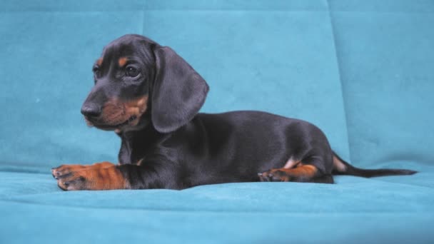 Divertido perrito salchicha tonta se encuentra solo en el sofá azul en casa mira a su alrededor, el primer día de su querida mascota en el apartamento — Vídeos de Stock
