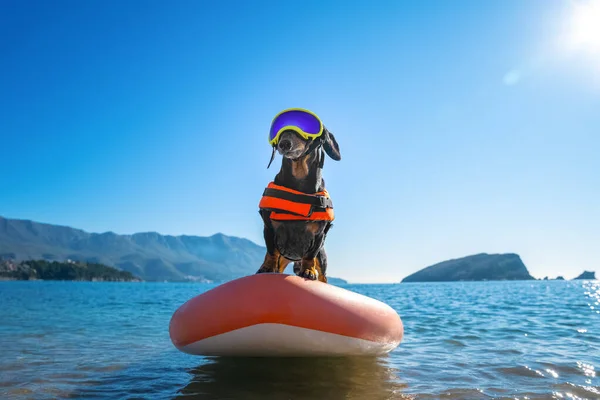 Turuncu can yeleği ve evcil hayvanlar için güneş gözlüğü takan cesur köpek dachshund denizdeki ya da okyanustaki en dayanıklı SUP tahtasının üzerinde maceraya hazır..