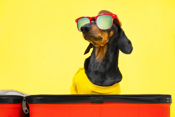 Dachshund dog in summer t-shirt, hat with sunglasses gathers things for vacation on trip, sit in open suitcase on a yellow background. Open of borders between countries — Fotografia de Stock