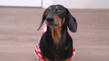 Dikkatlice çizgili tişörtlü komik dachshund köpeği sahibine sadakatle bakar ve geri adım atar, yemek, yürümek ya da oynamak için beklerken.