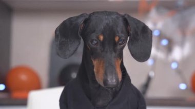 Tatil arka planında siyah takım elbise giyen şirin bir dachshund. Tatil için siyah ve turuncu balonlar ve çelenklerle süslenmiş. Köpek farklı taraflara bakar, başını çevirir.
