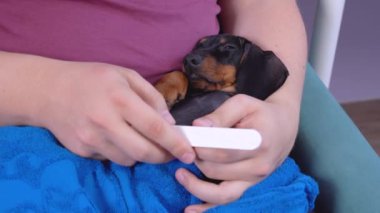 Şirin bir dachshund köpeği uyurken veteriner ya da veteriner veteriner veteriner veteriner veteriner kliniğinde ya da evde evcil hayvan beslemek için pençelerini törpülüyor. Hijyen prosedürleri