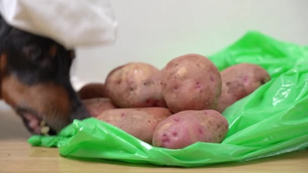 Zabawny jamnik w stroju szefa kuchni z kapeluszem będzie gotować pyszne rodzinne obiady, więc ciągnie figlarnie plastikową torbę surowych ziemniaków do kuchni zbliżenie — Wideo stockowe