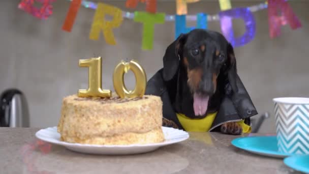 Cool dachshund dog in leather jacket celebrates decade and eats tasty festive cake with candles in shape of numbers, apartment is decorated with inscription HAPPY BIRTHDAY for party — Vídeo de Stock