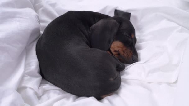 Adorable tired dachshund puppy sleeps curled up to and has sweet dreams lying under warm blanket like in burrow on comfortable bed at home. — 비디오