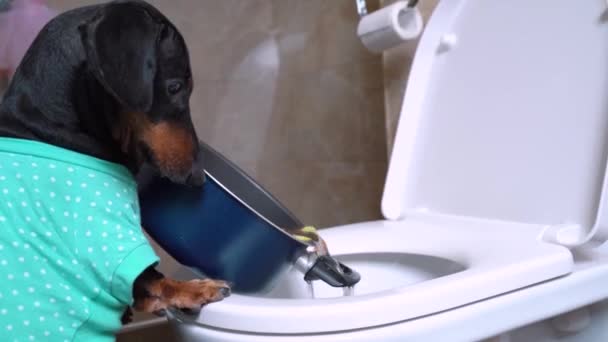 Divertido perro salchicha inteligente en camiseta azul vierte sopa de verduras insípidas de la olla en el inodoro para que no se vea obligado a comerlo. Mascota realiza trucos inusuales — Vídeos de Stock