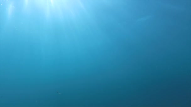 Jeune homme sportif en tenue de plongée avec masque et palmes émerge des profondeurs de la mer bleue et nage la main tendue vers la caméra d'action — Video