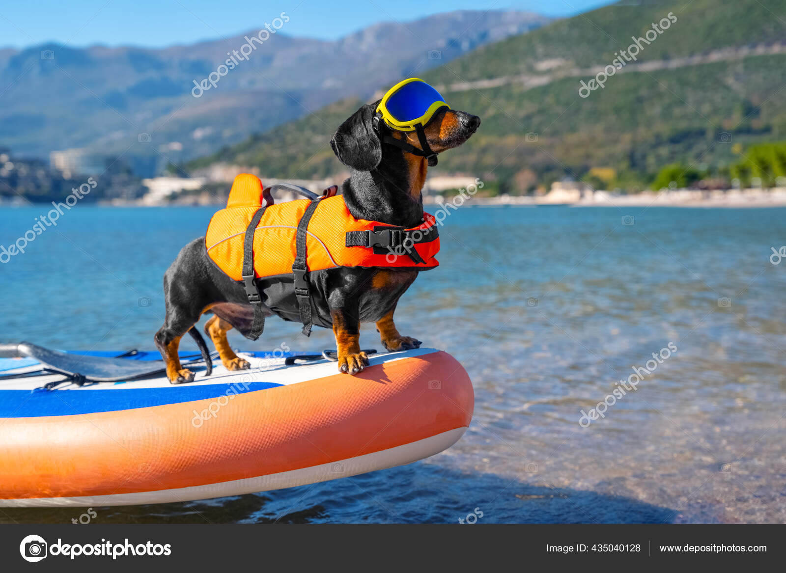 Weiner dog hotsell life jacket