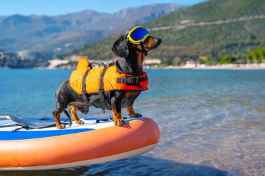 Polarize lensleri ve can yeleği olan hayvanlar için özel güneş gözlüklü aktif dachshund köpeği denizdeki veya okyanustaki en dayanıklı şişme tahta üzerinde duruyor.