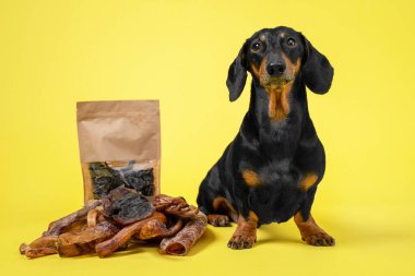 Şirin bir dachshund köpeği, siyah ve bronz tenli, sarı arka planda bir yığın kutunun ve kuru ev yapımı atıştırmalıkların arasında oturuyor. Yemek ve hayvansal lezzetler için bir reklam. Boşluğu kopyala