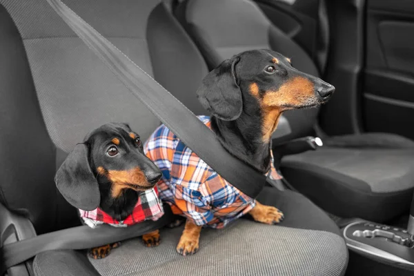 Twee generaties grappige teckel honden in hipster shirts zitten in de passagiersstoel van de auto met veiligheidsgordels gehoorzaam te wachten op de eigenaar klaar voor de reis. Veiligheid reizen met huisdieren — Stockfoto