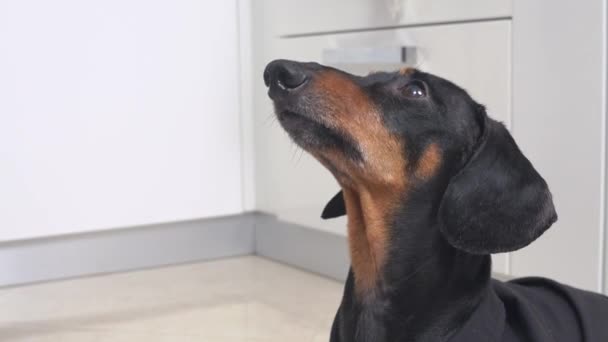 Wary obedient dachshund dog is carefully watching something like hunter for victim, and patiently waits, lowering and raising its head, close up — Vídeo de Stock