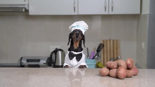 Lindo perro salchicha vestido como chef con gorra y pajarita va a cocinar delicioso plato vegetariano con patatas para la cocina educativa video blog, vista frontal — Vídeo de stock