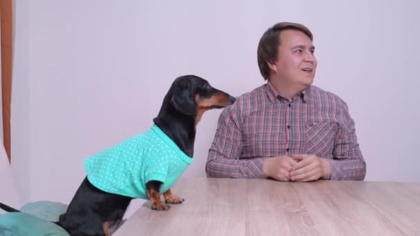 Funny dachshund dog and owner are sitting at table waiting for dinner, man is rubbing his hands in anticipation. Woman brings diet food and guy gets upset about meat-free dish — 图库视频影像
