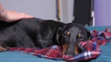 Siyah ve esmer yaşlı dachshund yuvasında ya da sahibi yatağında uyur, yumuşak battaniyeyle örtülü, sahibi köpeği okşar. Ev konseptinde sevimli bir hayvan.