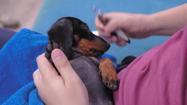 Eigenaar of dierenarts maakt professionele manicure aan schattige gehoorzame teckel hond met speciale nagel tondeuses voor het snijden klauwen van huisdieren, controles resultaat, close-up. Nieuwsgierige puppy kijkt rond en snuift. — Stockvideo