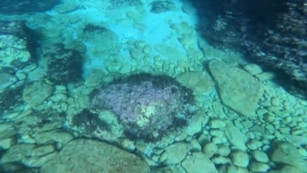 Human swims under water to study marine flora and fauna, and finds ancient clay vessel on sea floor, picks it up and floats to surface, shooting on action camera, first-person view — Vídeo de Stock