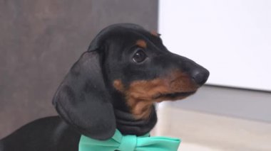 Boynunda mavi papyonlu şirin dachshund köpeği bir şeyin hareketini dikkatle izliyor. Heyecandan, korkudan ya da soğuktan titriyor.