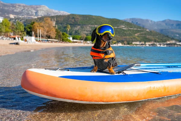 Um pequeno cão valente dachshund em colete salva-vidas laranja e óculos de sol está surfando em uma placa SUP com o proprietário no mar. Guarda viva e esportes aquáticos. — Fotografia de Stock