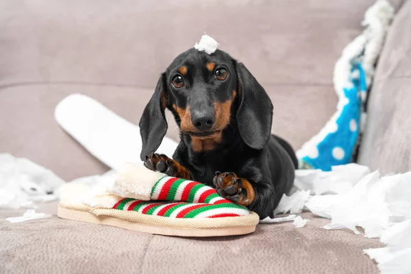 Mess dachshund puppy was left at home alone and started making a mess. Pet tore up furniture and chews home slipper of owner. Baby dog is sitting in the middle of chaos, gnawed clothes