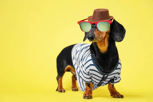Pequeno dachshund engraçado vestindo colete despojado, óculos de sol e chapéu marrom em pé sobre fundo iluminante amarelo brilhante. Humor conceito de viajante, ou proprietário gostando de vestir seu cão — Fotografia de Stock