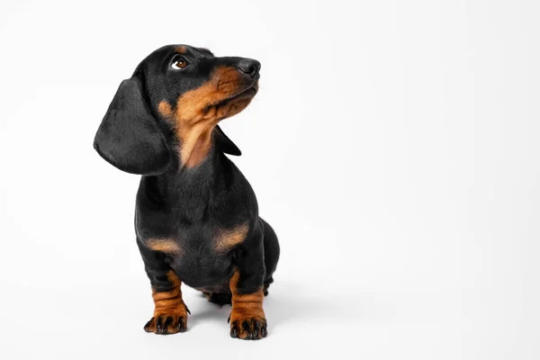Cute playful dachshund puppy sits and looks up waiting for the command on a white background, copy space for advertising Stock Photo